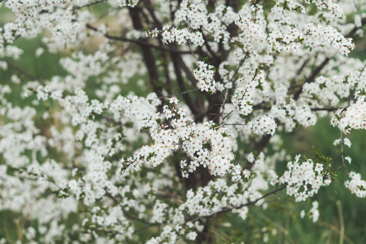 Comment atténuer les allergies saisonnières au printemps