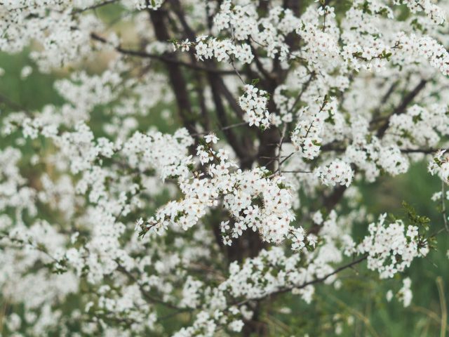 Comment atténuer les allergies saisonnières au printemps