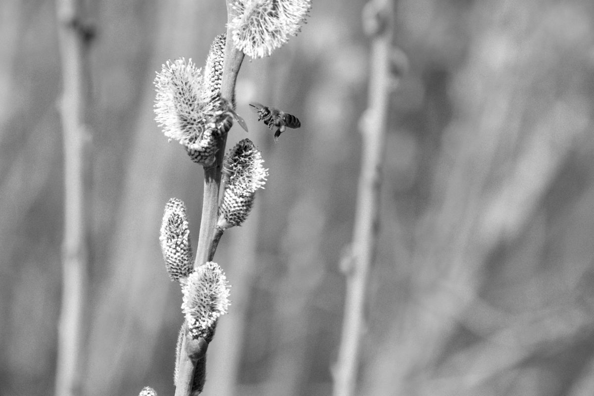 Comment anticiper et gérer les allergies durant la saison ?