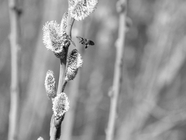 Comment anticiper et gérer les allergies durant la saison ?