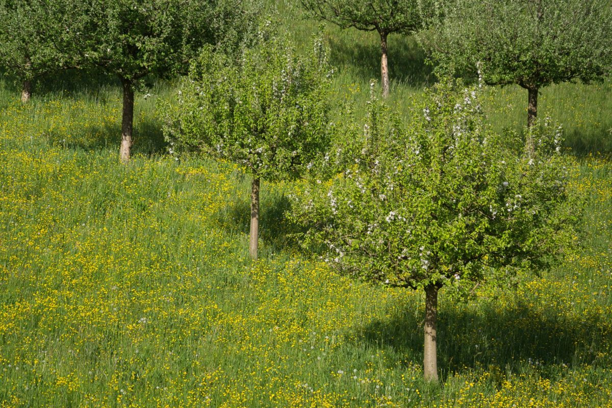 Mesures simples pour éviter les allergies cette saison